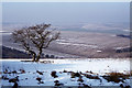 ST9337 : Downland and lone hawthron tree near Rowdean Hill by Colin Park
