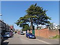 Cedar in garden of house in Church Terrace, Heavitree, Exeter