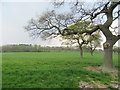 Field west of the A528