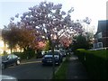 Spring blossom on Gurney Drive, Hampstead Garden Suburb