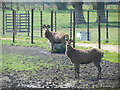 Pair of Stags on deer farm