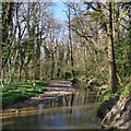 River Sheaf through Ladies Spring Wood