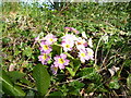 Pink primroses near Tong