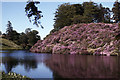 NT8154 : Manderston House - rhododendrons & lake by Colin Park