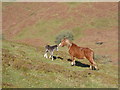 SO4290 : Mare and foal below Packetstone Hill by Jeremy Bolwell
