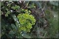 TF0820 : Euphorbia amygdaloides by Bob Harvey