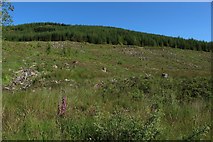NX5682 : Clear felled forest at Knockmulloch by Graham Robson
