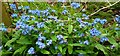 NZ1266 : Wood forget-me-not (Myosotis sylvatica), Heddon Common by Andrew Curtis
