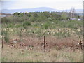 Partly cleared Tollmuir Wood