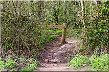 SO9095 : Woodland on Colton Hills in Staffordshire by Roger  Kidd