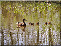 Family of Ducks at Redbank Lodges