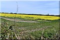 TM2685 : Piccadilly Corner: Oil seed rape crop with a very wide field margin by Michael Garlick