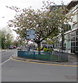 April blossom, Glyndwr Road, Cwmbran