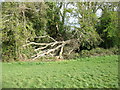 Fallen tree beside Clifton Downs