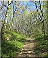 Steep path in Landmoth Wood