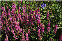 SX9050 : Purple loosestrife, Coleton Fishacre by Derek Harper