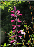 SX9050 : Flower in the rill garden, Coleton Fishacre by Derek Harper