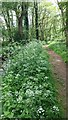 Path through the Woods in Spring