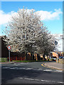 Blossom on Wesley Terrace, Bramley