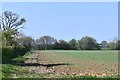 Needham, Burnthouse Lane: Cereal crop