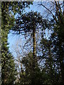 Garden remnant in Sydenham Hill Wood