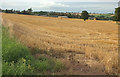 Harvested field, Cockshutt