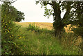 Field near Chetton Grange