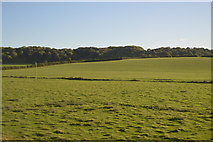 ST3827 : Pasture, Oath Farm by N Chadwick