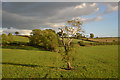 ST6132 : Tree in field by N Chadwick
