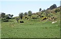 Cow in field