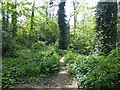 Path in Plumstead Common Nature Reserve