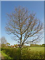 Lichen covered tree on Ramsdean Road