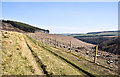 NY9349 : Clear-felled plantation beside grassed hill road by Trevor Littlewood