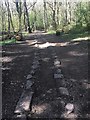 Track in Ecclesall Woods