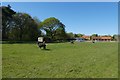 Alpacas at Hendwick Hall Farm