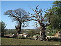 Ancient oaks at Acorn Hill