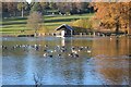 TQ6039 : Ducks, Dunorlan Lake by N Chadwick