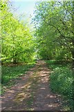 TL9118 : Woodland Track Through Layer Wood by Glyn Baker