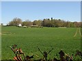 Crop near Leitholm in the Scottish Borders