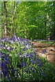 Bluebell Path in Pods Wood