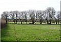 Grazing near Eastfield Farm