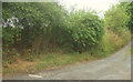 Footpath, Ledwyche