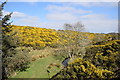 Bucks Burn and gorse