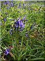 Bluebells in Ecclesall Woods