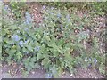 Alkanet on Hampstead Heath Extension