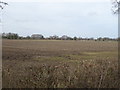 Farmland near Woodbine Farm