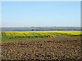 Fields, Burton Agnes Moor