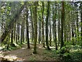 Tipperary Wood - an ancient woodland