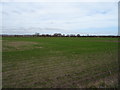 Crop field, Moxby Moor