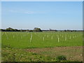 Newly planted trees near Cleaves Farm